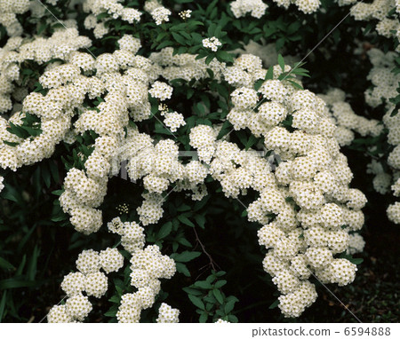 Kodemari Kodemari 6594888