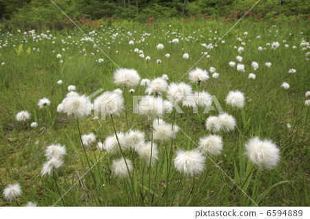 麥汁的果實 6594889