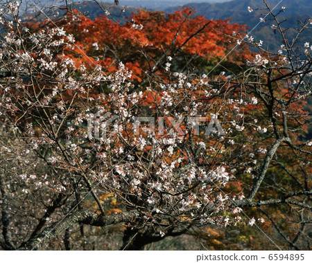 冬天櫻花樹 6594895