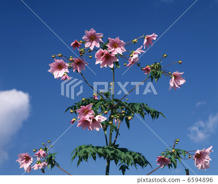 達利亞皇帝 6594896