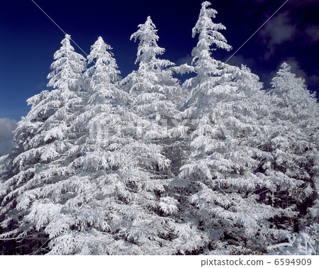 Larch lined with fog Larch lined with fog 6594909