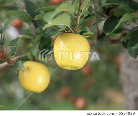 Apple (Shinano Gold) 6594929