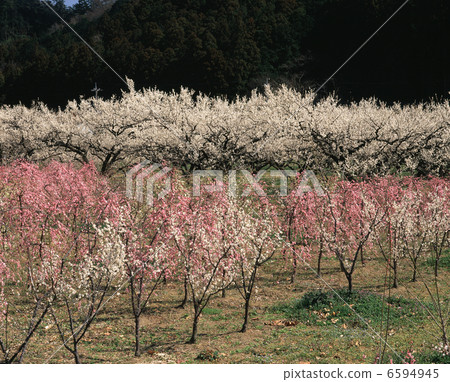 Ogosei plum forest 6594945