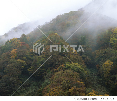 霧的山皮 6595003