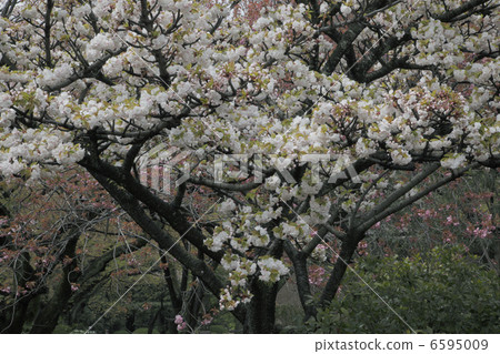 Double cherry (Ichihara Torao) 6595009