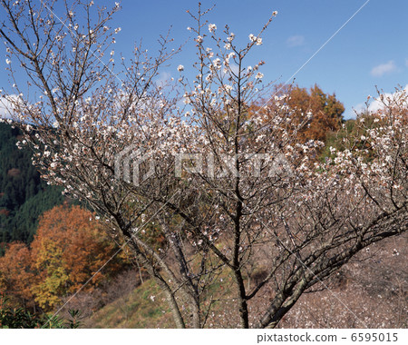 冬天櫻花樹 6595015