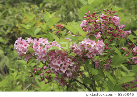 Weigela Weigela 6595046