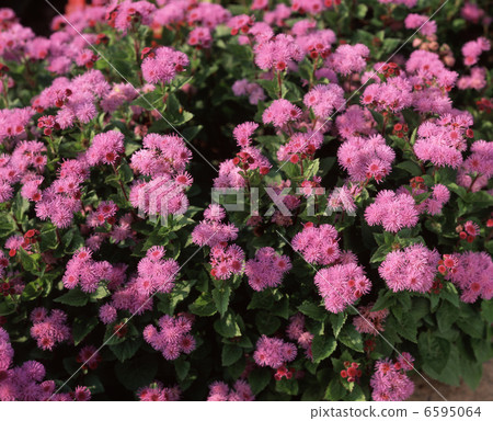 Agelatum Agelatum 6595064