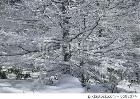 Fog and ice trees Fog and ice trees 6595074