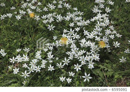 Oohu ama Oohu ama 6595091