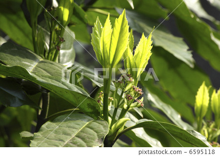 Aoki's sprout 6595118