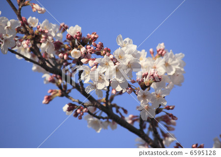 Cherry blossom Cherry blossom 6595128