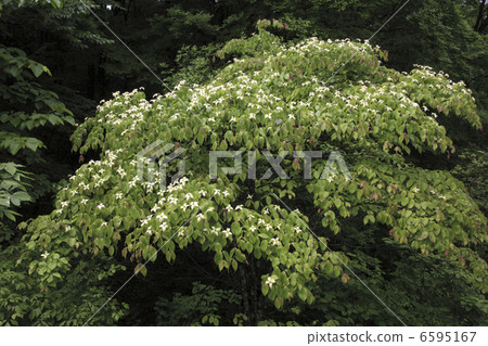 Yamabashi Yamabashi 6595167