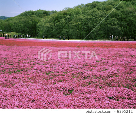 Shiba Zakura Park 6595211