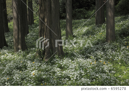 森林的大浜 6595278