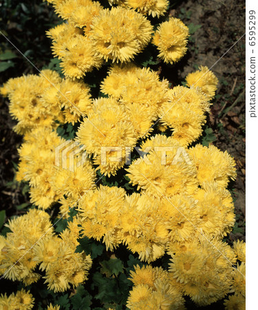 edible chrysanthemum 6595299