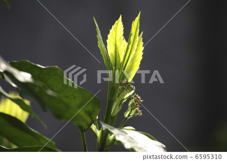 Aoki's sprout 6595310