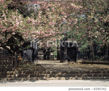 雙櫻花 6595342