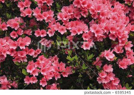 Azalea 6595345