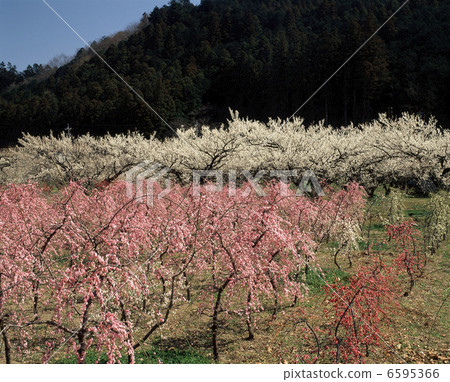 Ogosei plum forest 6595366