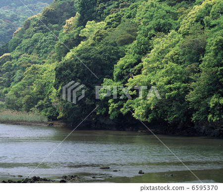 新鮮的綠色和流動 6595370