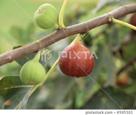 圖（沒有水果） 6595381