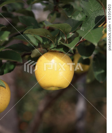 Apple（信濃金） 6595403