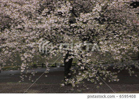 Double cherry blossoms 6595408