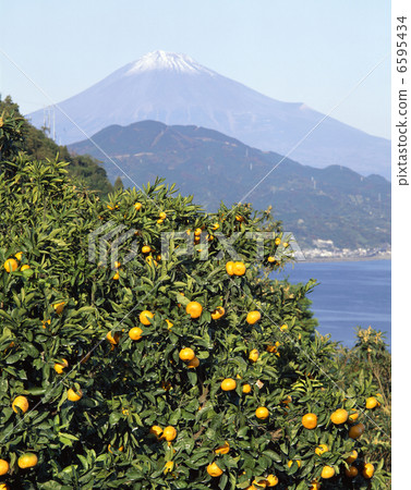Mount Fuji and oranges Mount Fuji and oranges 6595434