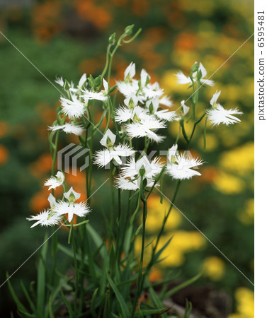 蘭科 蘭科 6595481