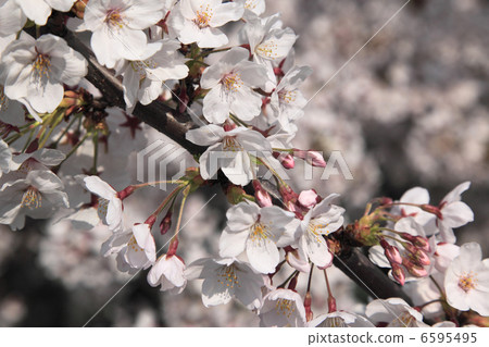 Cherry blossom Cherry blossom 6595495