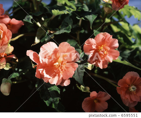 Bulb Baconia (Pink Spice) Bulb Baconia (Pink Spice) 6595551