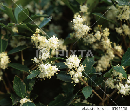 Holly flowers Holly flowers 6595558