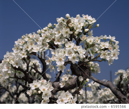 無花的花(Shinken) 無花的花(Shinken) 6595566