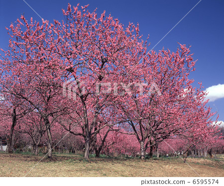 Flower peach 6595574