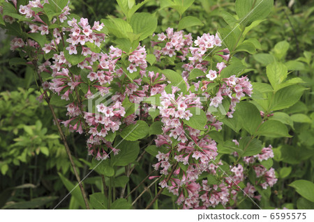 Weigela 6595575