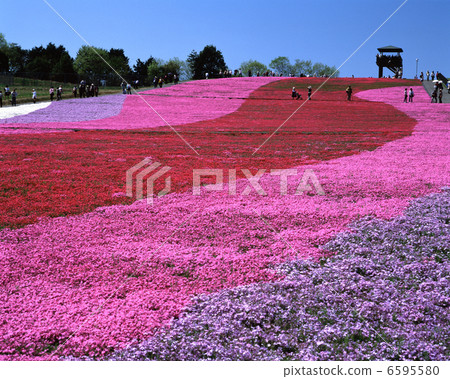 Shiba Zakura Park 6595580