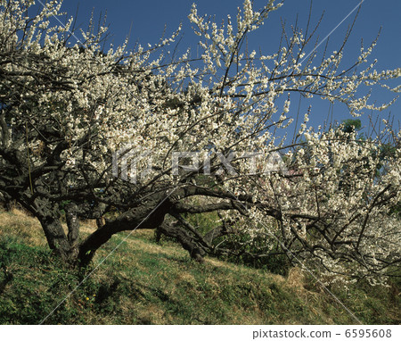 Ogosei plum forest 6595608