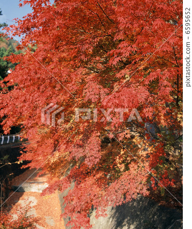 楓葉走廊 6595652