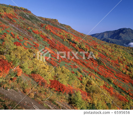 Mountain foliage of autumn leaves 6595656
