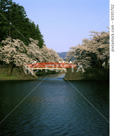 Cherry blossoms at Yonezawa castle ruins 6595702