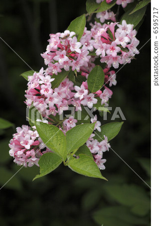 Sagittarius Sagittarius 6595717