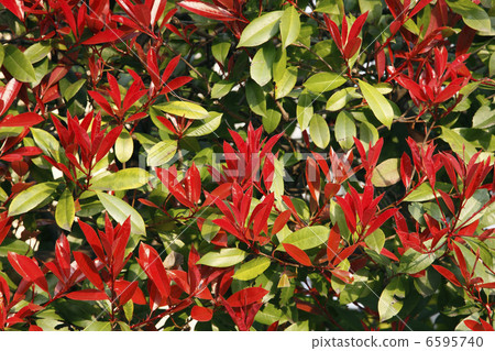 Kaname Memochi 6595740