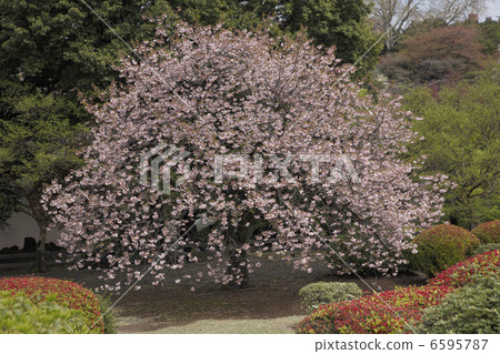 Double cherry blossoms Double cherry blossoms 6595787
