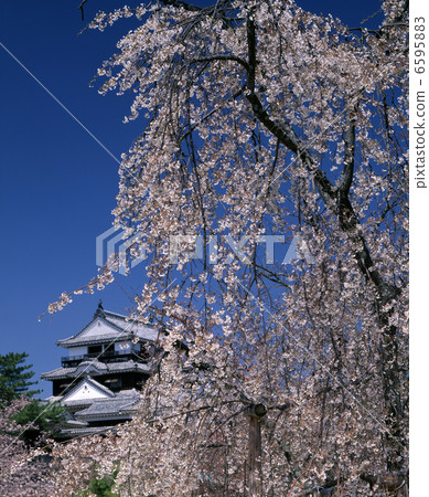 Weeping cherry tree and Matsuyama castle castle tower 6595883
