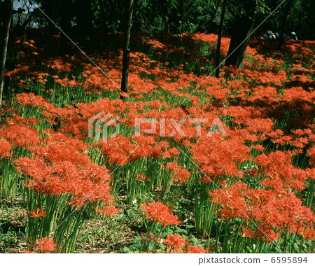 抽繩稻田和紅梨 6595894