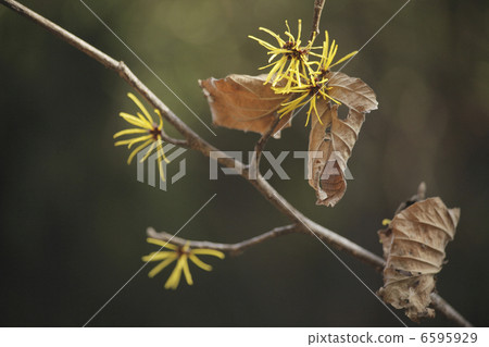 Cinnaman囊 Cinnaman囊 6595929