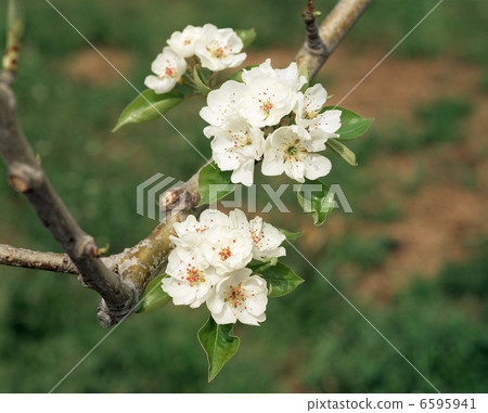 Flower pear flowers (Margherit Marie La) Flower pear flowers (Margherit Marie La) 6595941