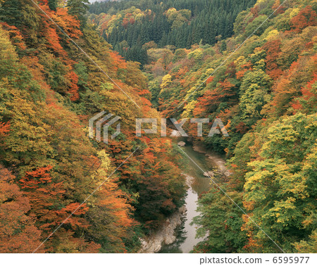 秋葉Konoyosha 6595977