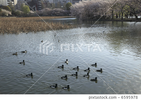 Shinobazu池塘的Kinkochisaro 6595978